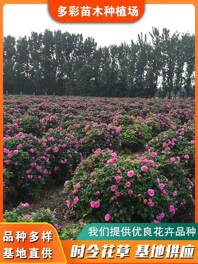 泸州四季玫瑰球厂家直销，花卉苗木一站式批发新标杆